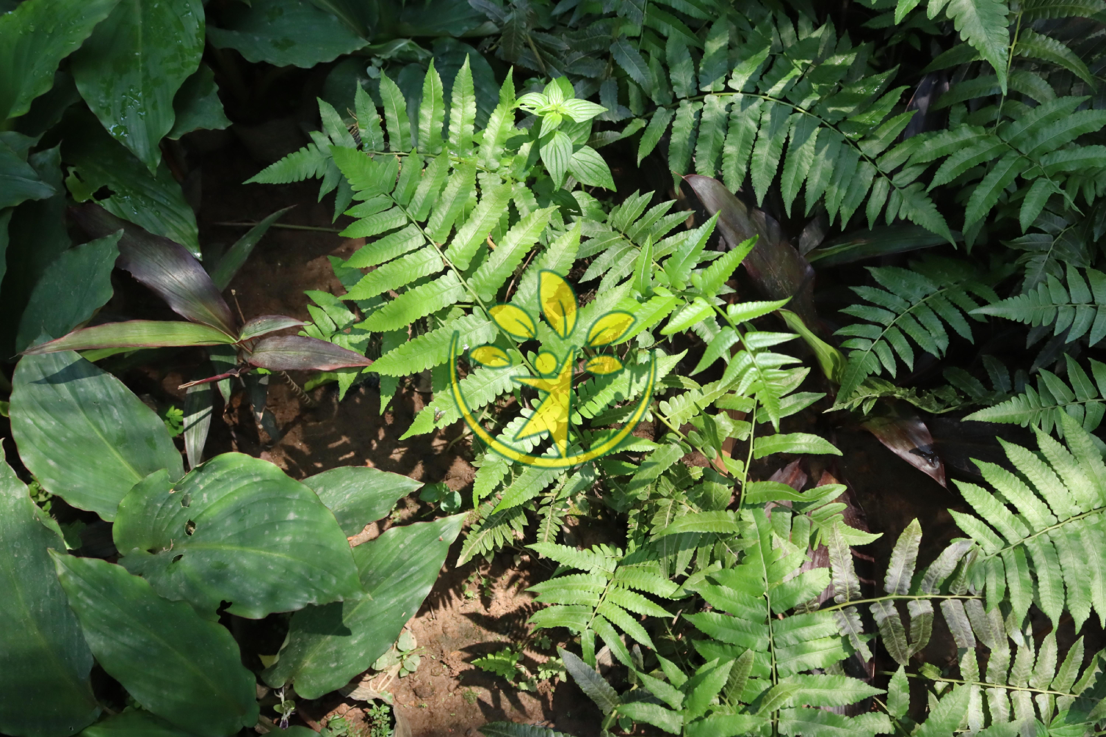 Rau dớn đặc sản dễ trồng - Tặng kèm cây giống bất kỳ