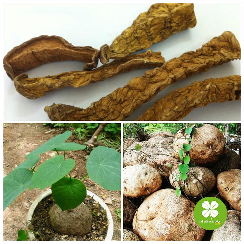 Củ bình vôi - td163