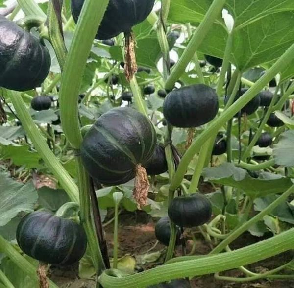 Hạt giống bí nhật da xanh gói 10 hạt