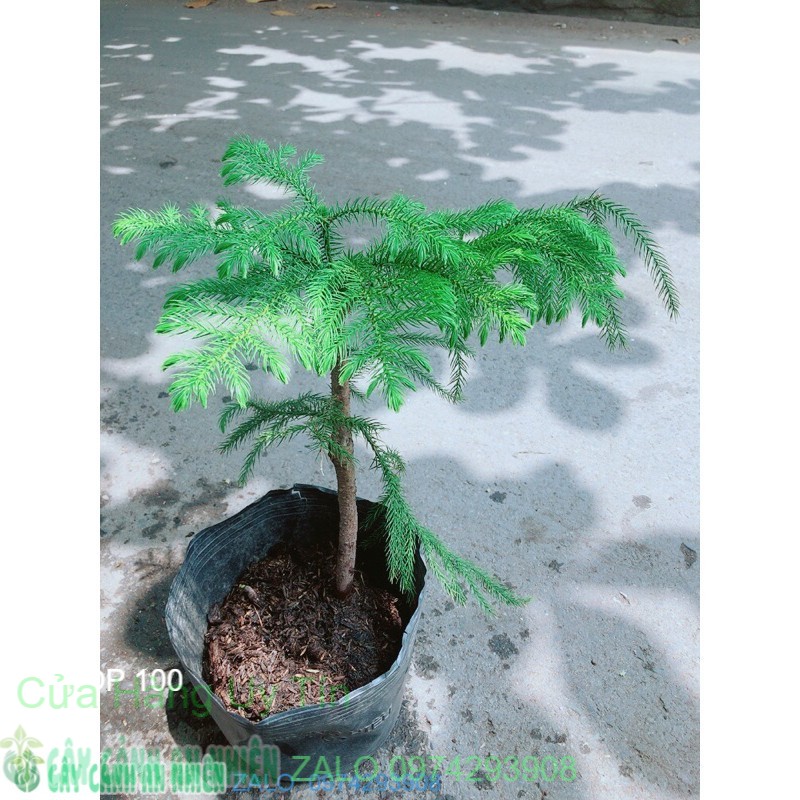 Cây tùng bồng lai