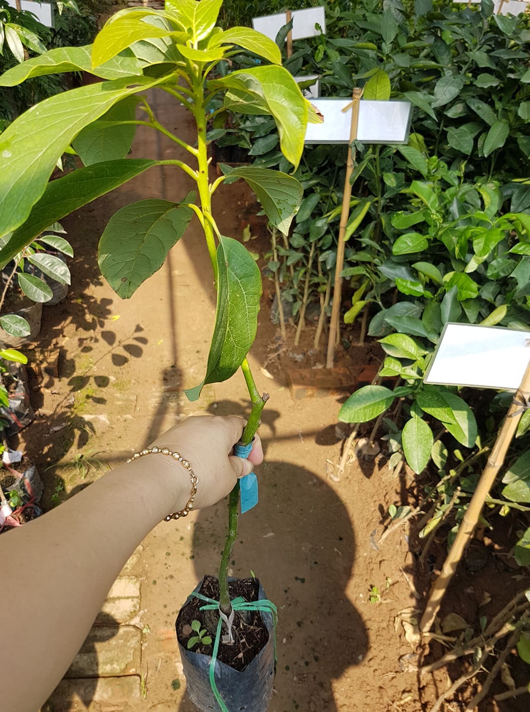 Cây giống bơ 034 dầu dòng quả dài hạt lép dễ trồng nhanh thu hoạch