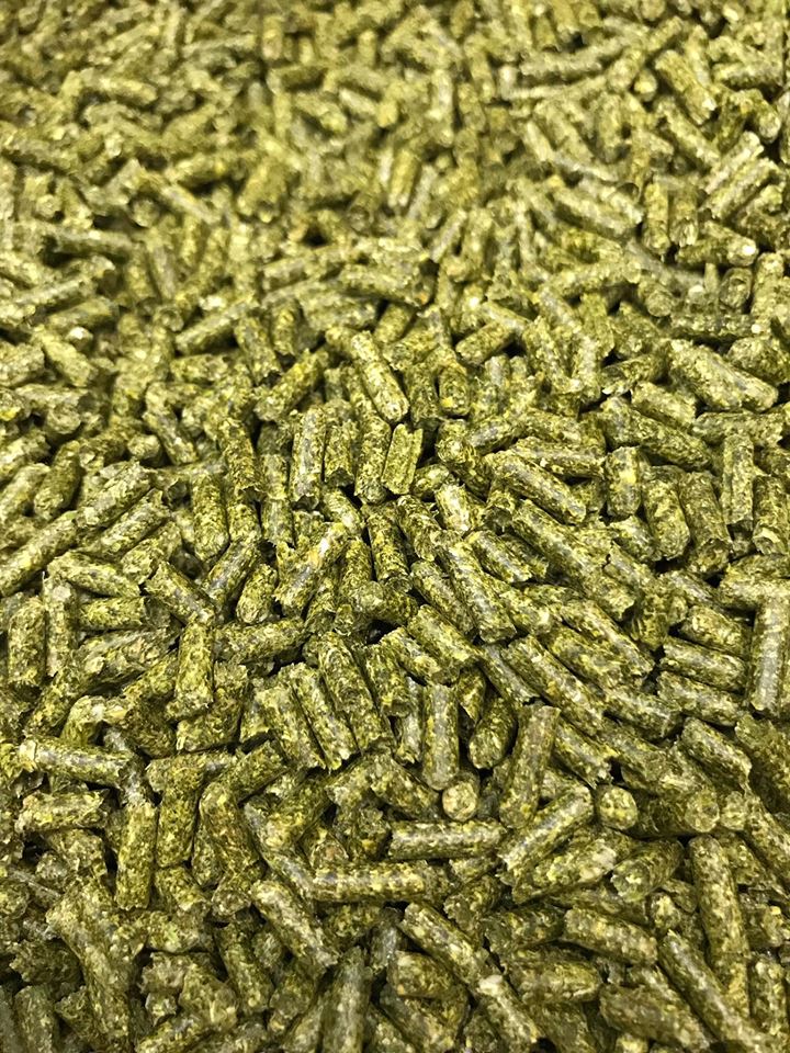 Cỏ linh lăng Alfalfa 3ly dành cho thú cưng bọ thỏ, gà đá 1kg.