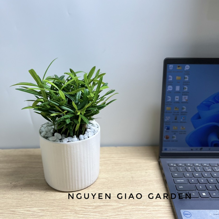 Cây tùng la hán, vạn niên tùng để bàn