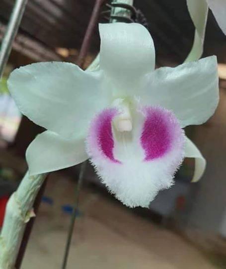 Phi điệp 5ct ho hàng giống