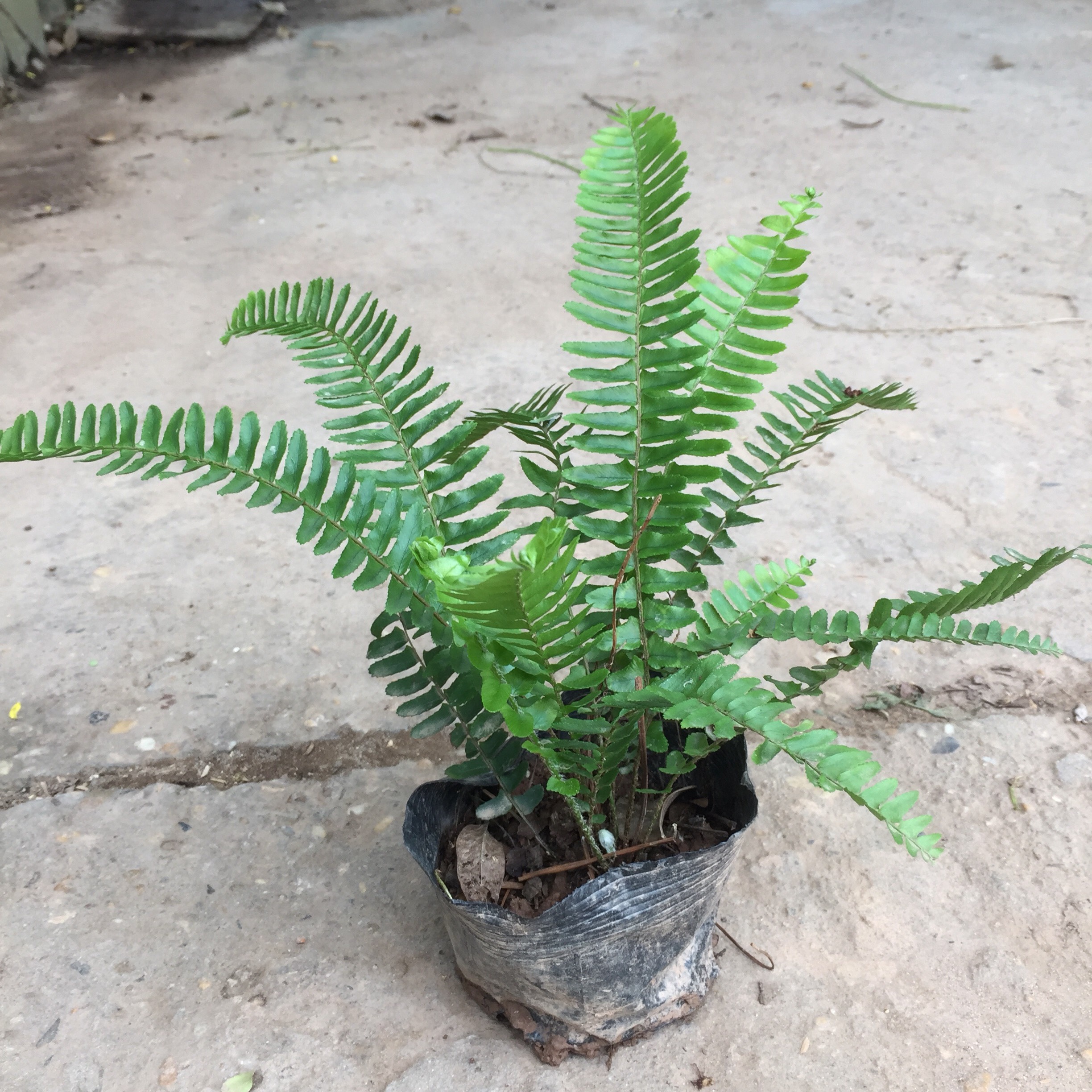 Cây dương xỉ trồng bịch 6 lá xanh dài đẹp thích hợp trang trí nội thất tiểu cảnh