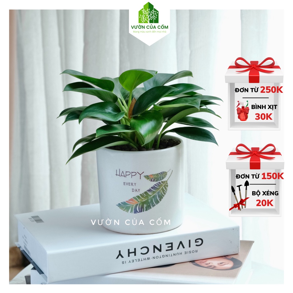 Cây Trầu Bà Đế Vương Xanh cây phong thủy để bàn mang tài lộc , may mắn cho gia chủ