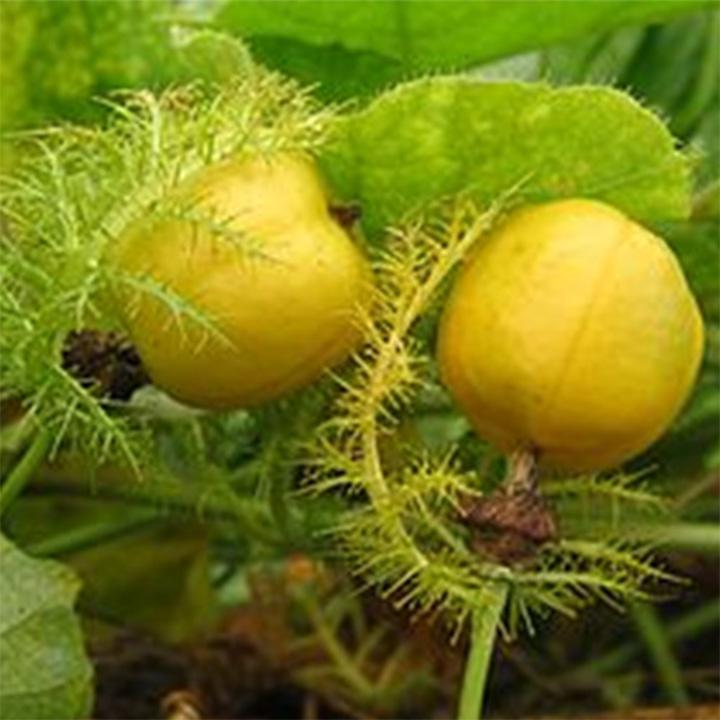 cây lạc tiên khô 1kg