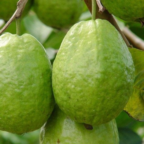 Cây giống Ổi Lê Đài Loa.n