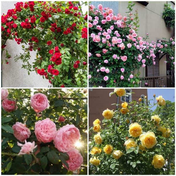 combo 5 gốc hồng leo pháp đủ màu