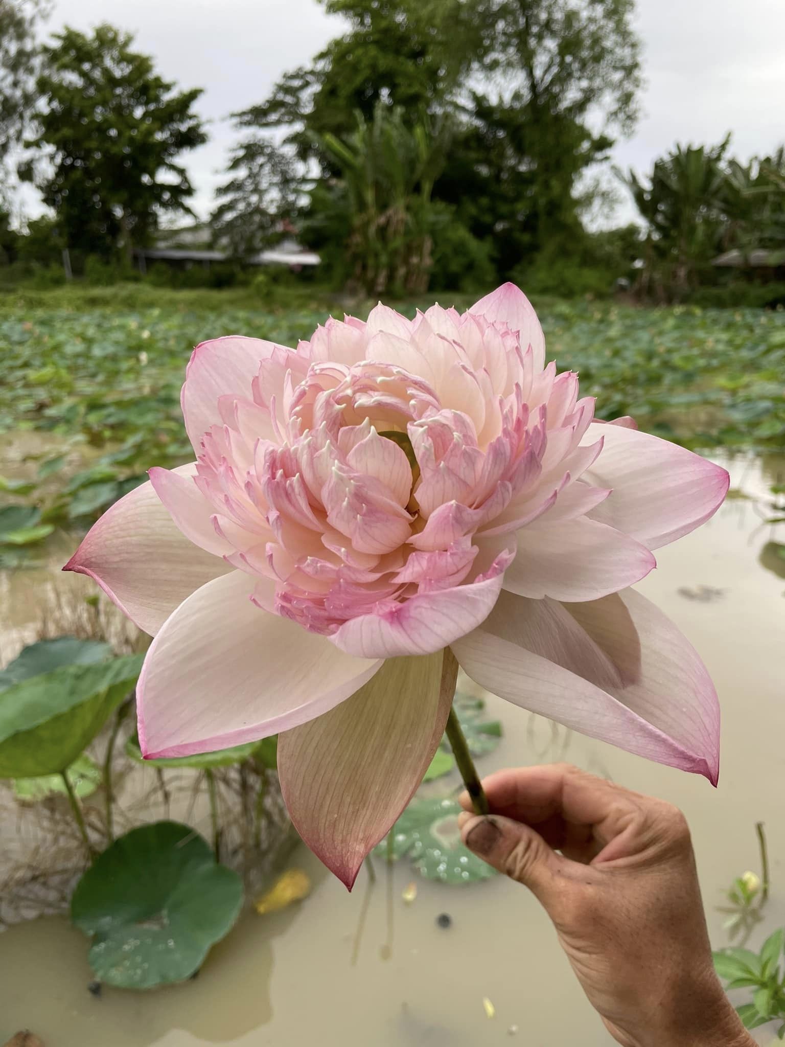 Củ giống sen super lotus siêu thơm - hàng loại 1