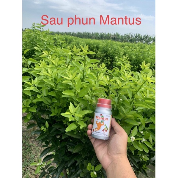 Phân bón vi lượng mantus 100ml đồng sinh học