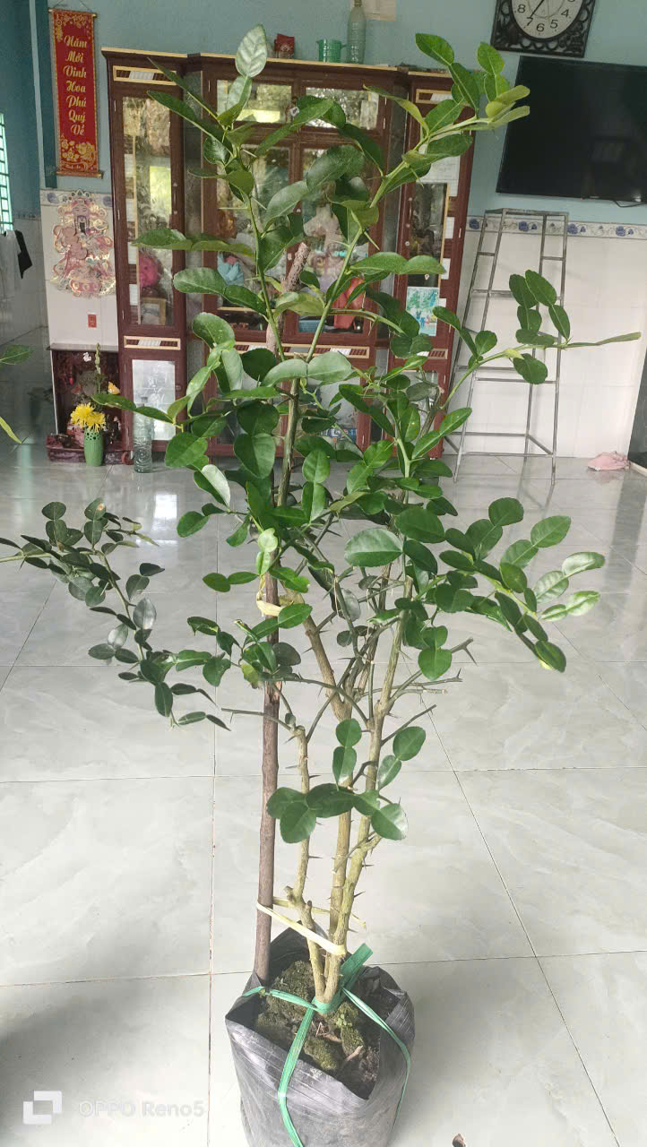 Cây chúc đã 3 năm tuổi. Chanh thái. Giá siêu ưu đãi