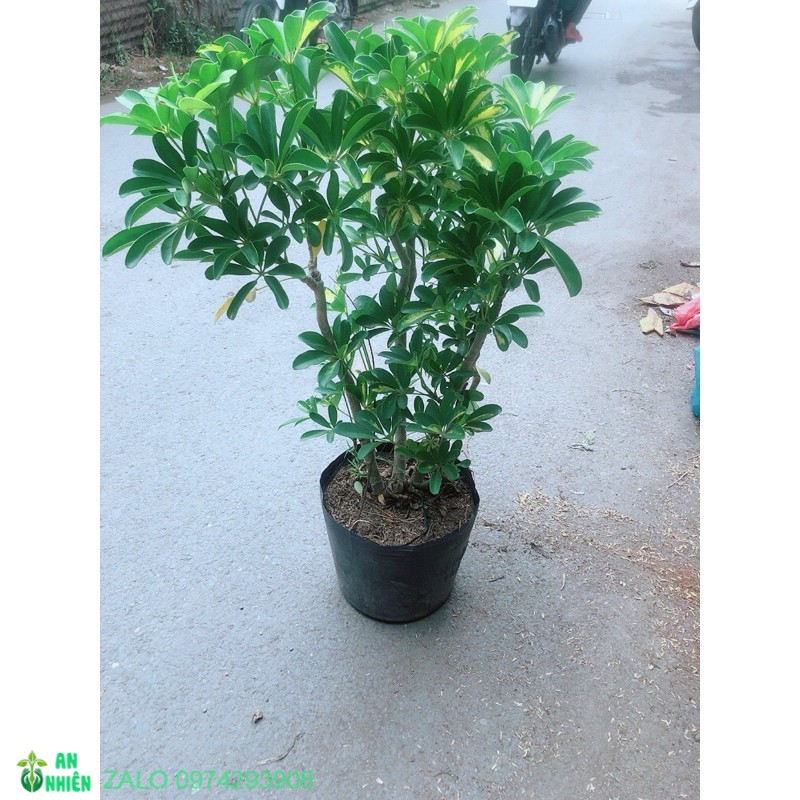 Cây ngũ gia bì cao 80-90cm