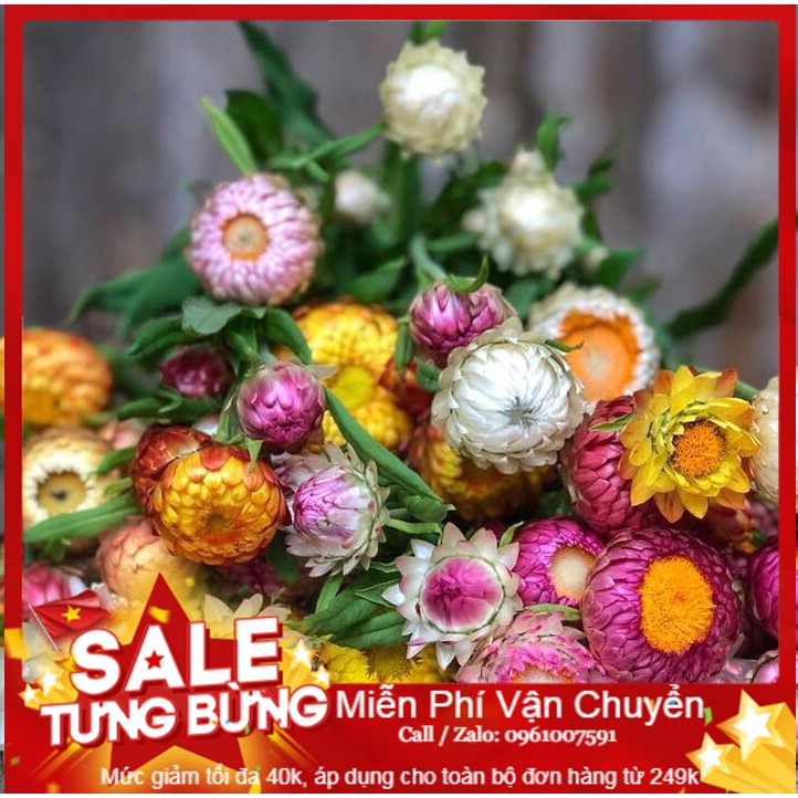 Hạt giống hoa cúc bất tử - 50 hạt