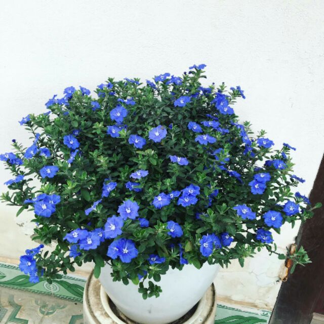 Hoa Thanh Tú - Chậu Hoa Treo