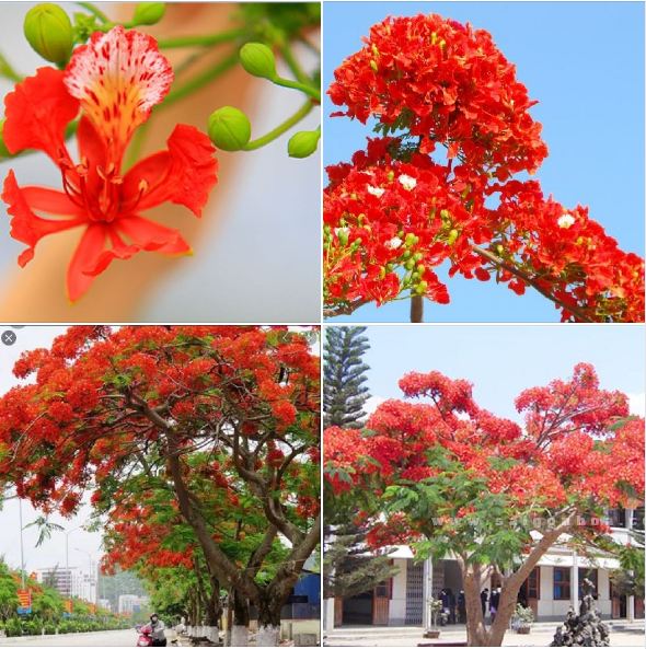 Hạt giống cây hoa phượng Vĩ đỏ - Gói 5 hạt/Kèm gói kích thích hạt nảy mầm