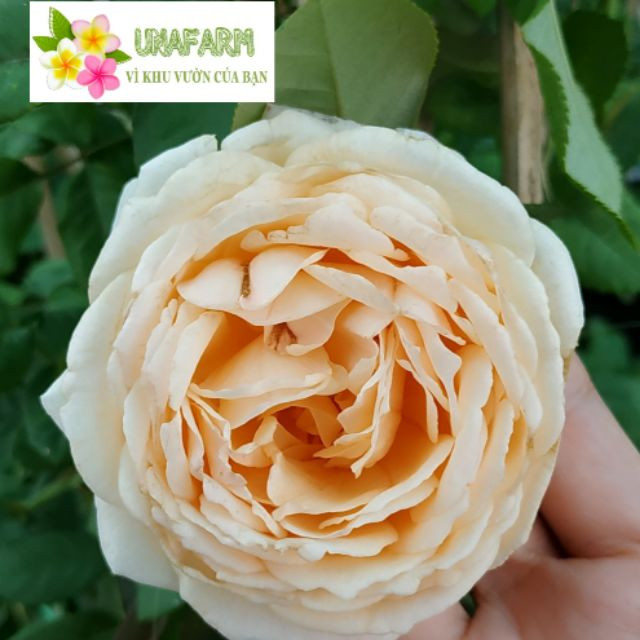 [HCM][Cây giống Hoa] hồng LEO Crown Princess Margareta (hồng leo CPM) size chậu C9 - CayGiongTot