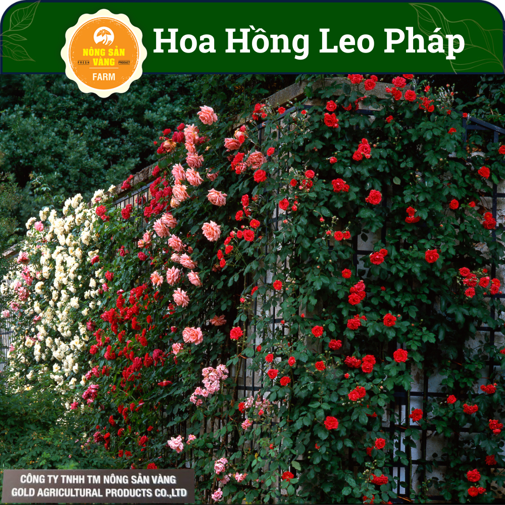 Hạt giống Hoa Hồng Pháp (Hồng Leo Pháp) Hoa Rất Thơm, Nhiều Bông Một Cụm, Ra Hoa Liên Tục, Mùi Hương Đặc Biệt (Gói 10 Hạt) - Nông Sản Vàng