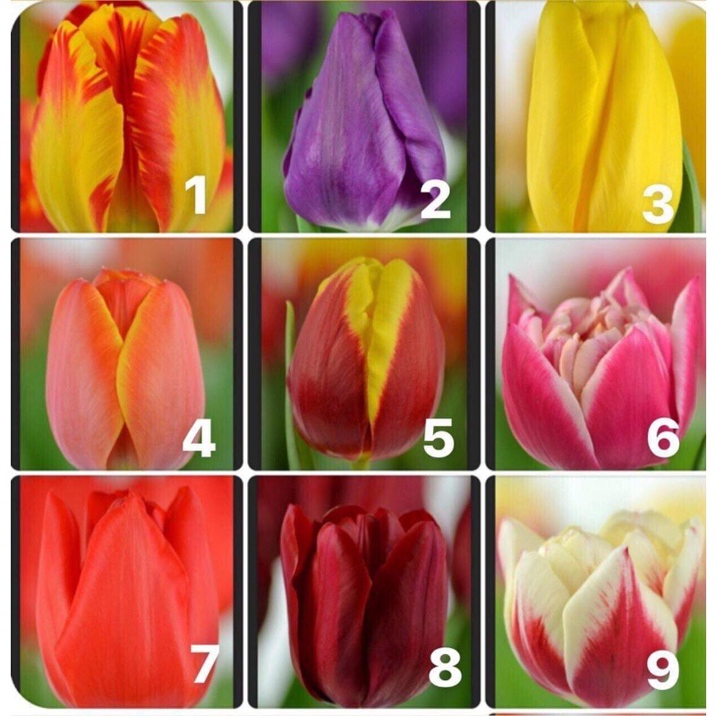 Củ hoa tulip tuylip Hà Lan được chọn màu ra hoa sau 20-25 ngày
