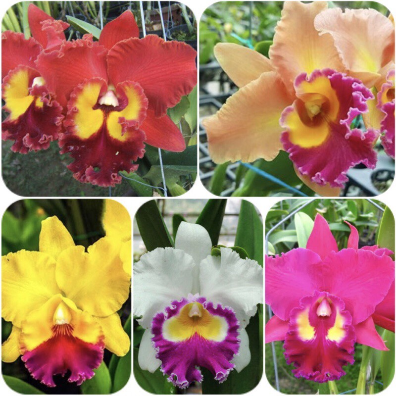 Cattleya 5 màu size trung 2 năm tuổi