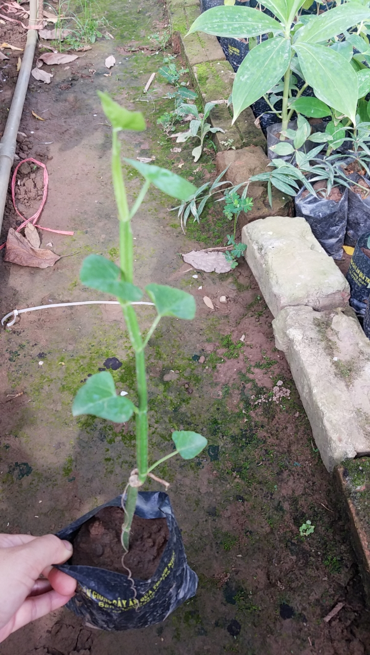 Ngũ gia bì gai  - Cây giống chuẩn