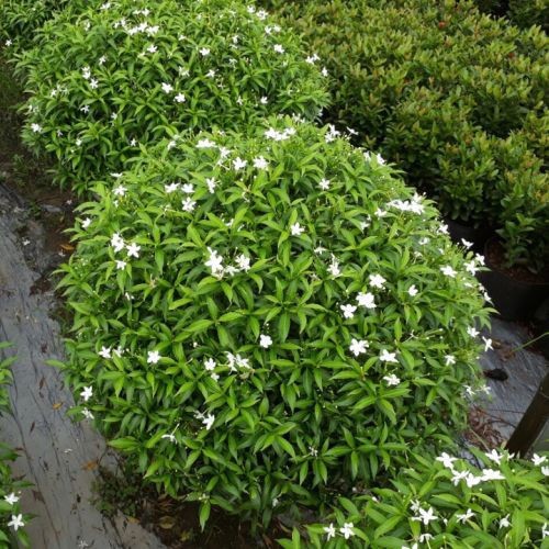 BẦU CÂY GIỐNG MAI VẠN PHÚC( CÂY MAI TIỂU THƯ)