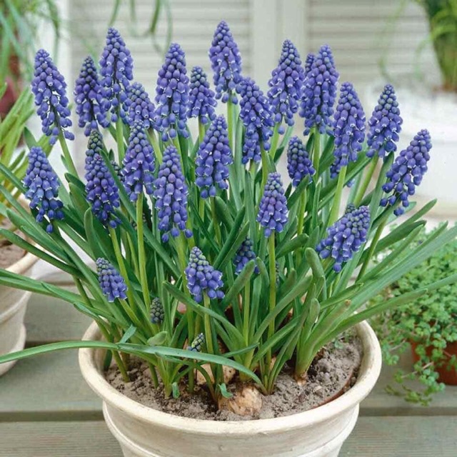 Củ giống hoa muscari xanh