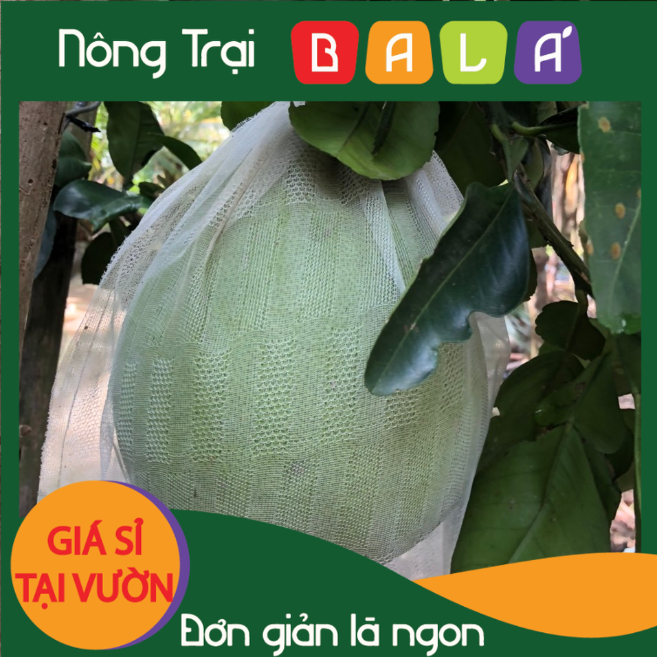 Hcm - bưởi da xanh trà vinh - giá tại vườn -