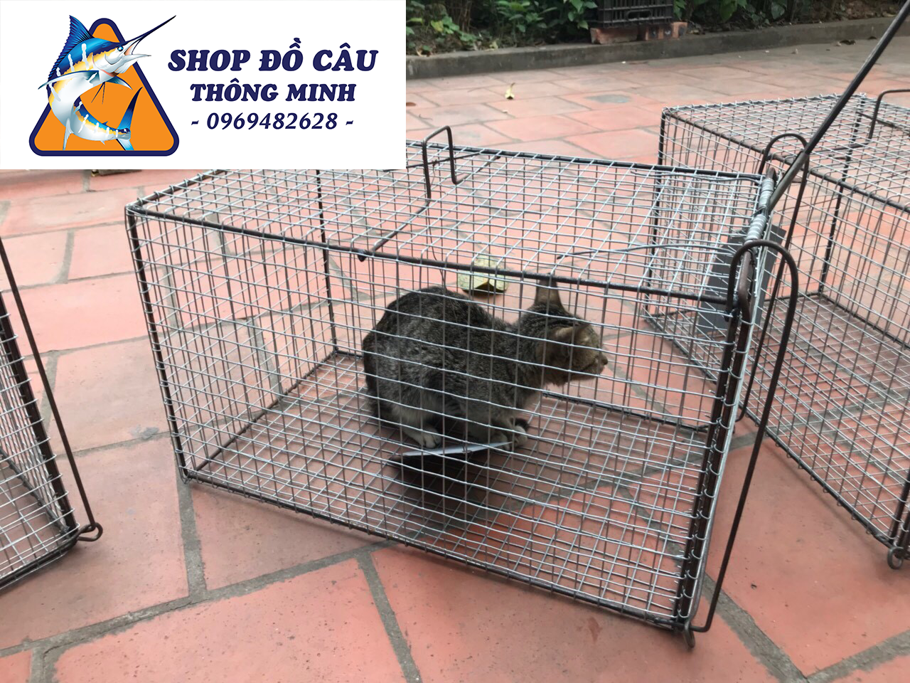 Lồng Bẫy Mèo, Chuột, Sóc Rừng... long bay meo rung, long bay meo gia re ( Shop Đồ Câu Thông Minh )