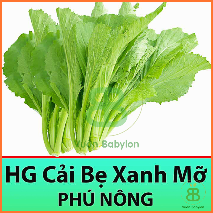 Gói 20GR Hạt Giống Cải Bẹ Xanh Chịu Nhiệt, Tỉ Lệ Nảy Mầm Cao