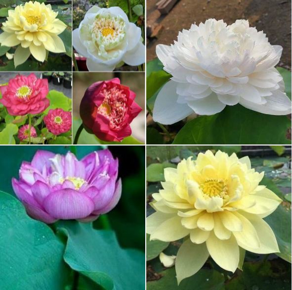 Hạt giống hoa sen bách diệp trăm cánh Mix ( gói 5 hạt )