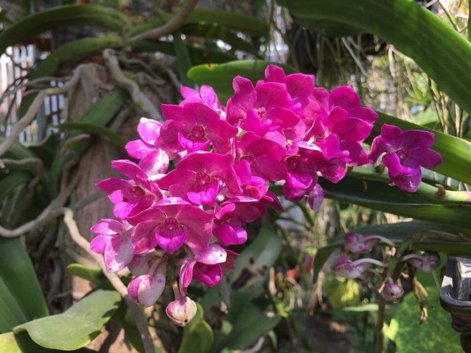 Ngọc Điểm( Nghinh Xuân) Thái giống 140k / 5 chậu. Hoa nhiều màu ngẫu nhiên, cây khỏe mạnh từ 2-3 cặp