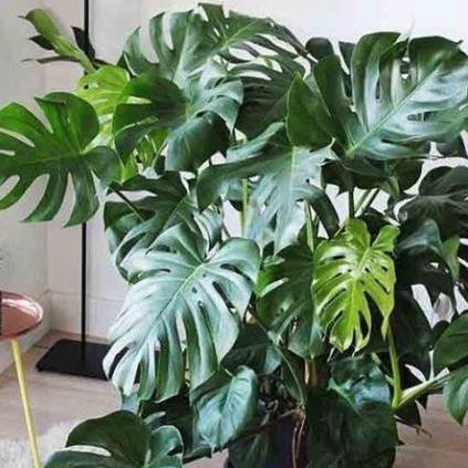 Cây đẹp, trầu bà lá xẻ nam mỹ