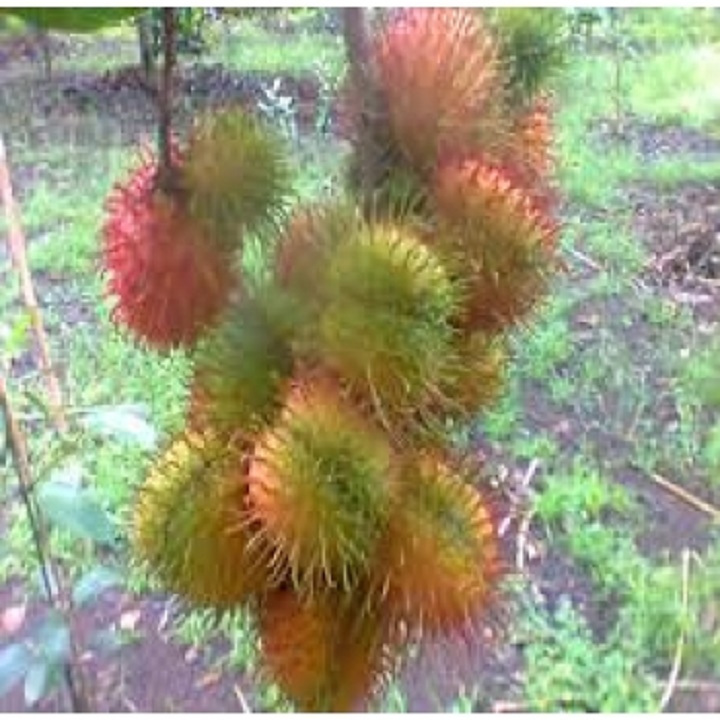 CÂY GIỐNG CHÔM CHÔM NHÃN SIÊU NGON SIÊU QUẢ