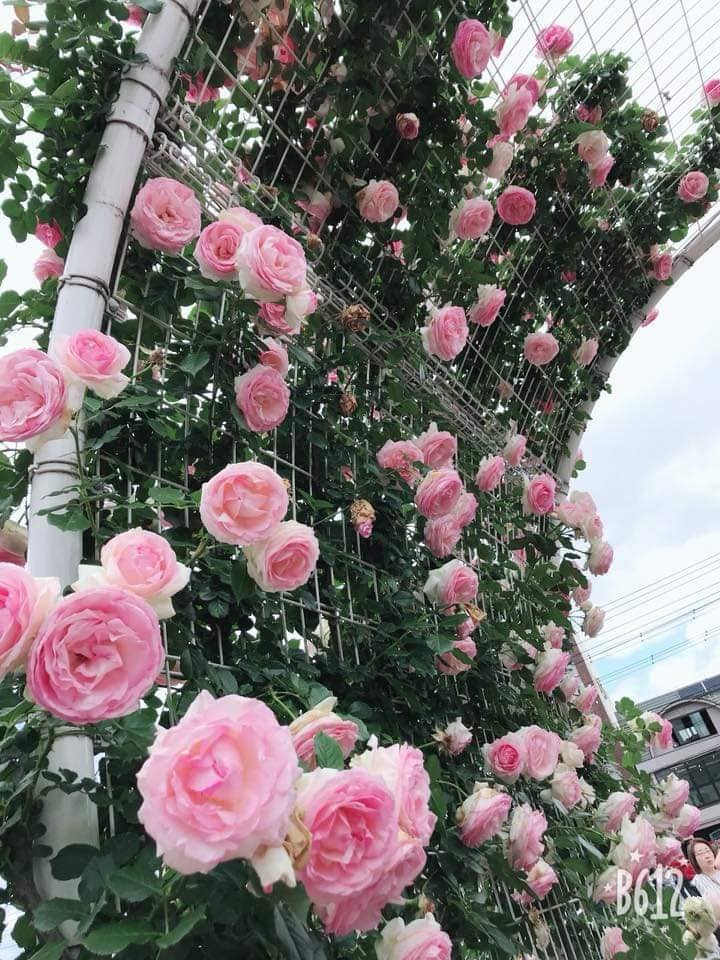 Cây hoa hồng leo siêu đẹp cây to