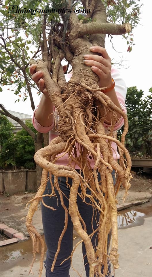 Củ đinh lăng tươi loại nguyên củ 5kg