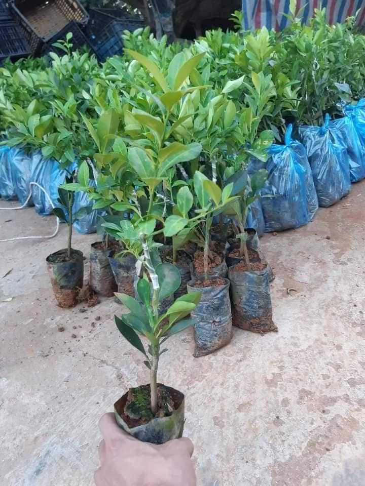 Cây giống chanh tứ quý không hạt ra quả quanh năm