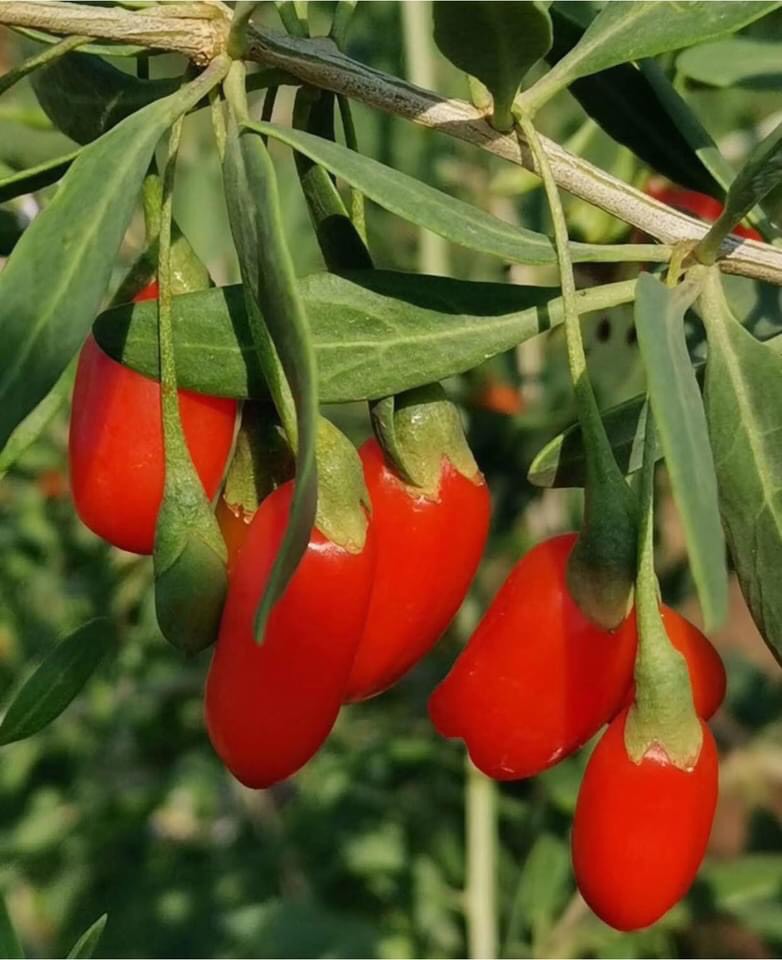 Hạt giống cây câu kỷ tử, tỷ lệ nảy mầm ~ 90%