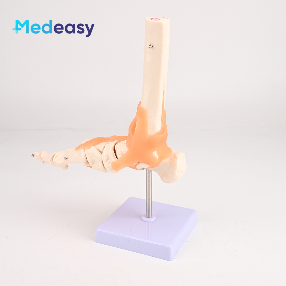 Human anatomy teaching model,Foot joint model with ligaments