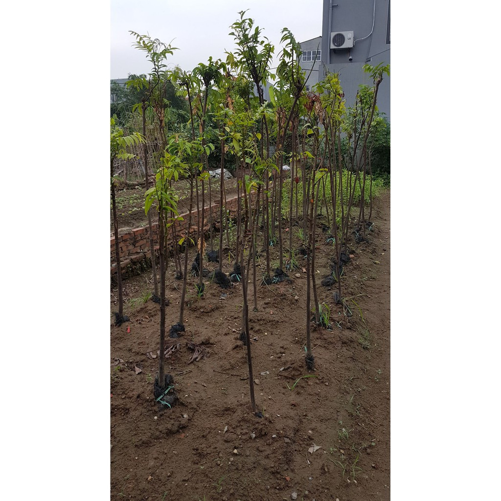 Cây Sấu Choai Bóng Mát Tuyệt Vời 90-1m5