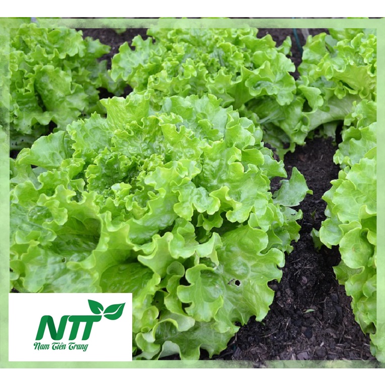 Hạt giống rau xà lách xoăn tn - xà lách tím tn