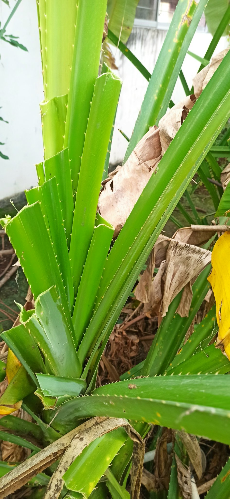 Lá dứa gai 1 kg