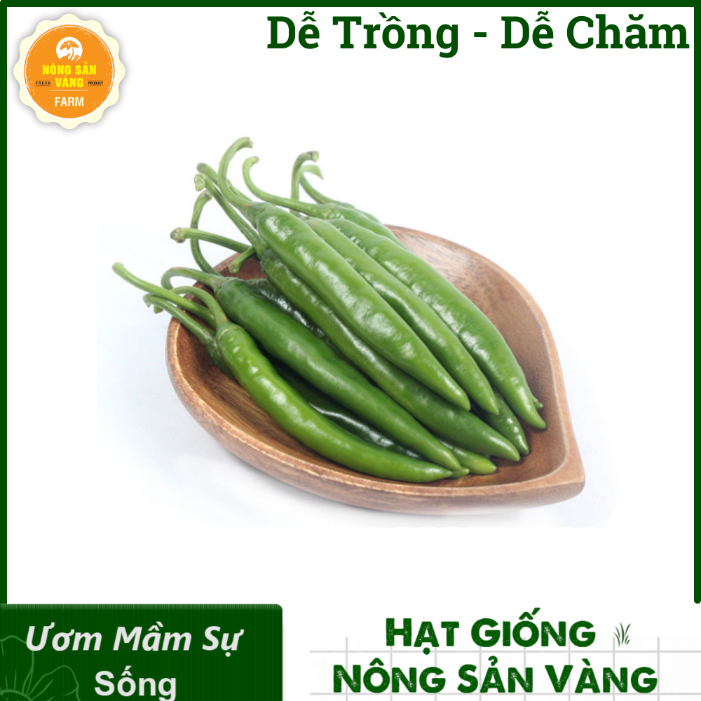 Hạt giống ớt sừng ngọt hàn quốc ít cay trái to bóng , ớt ngọt nông sản vàng