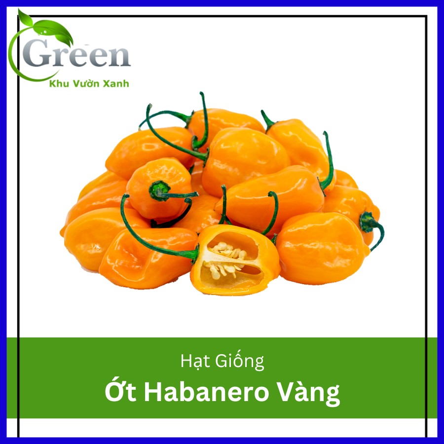 Hạt giống ớt cay Habanero vàng