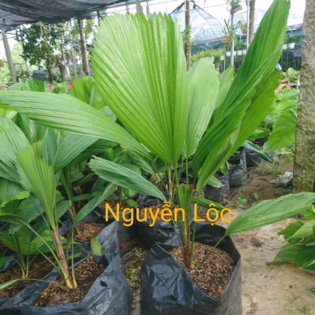 Cây cọ nhật- kè nhật (không gồm chậu), mặt hàng đang được săn đón, chất lượng sản phẩm đảm bảo và cam kết hàng đúng mô tả