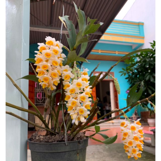 Tổng hợp Kiều Vàng giá rẻ, bán chạy tháng 10/2023 - BeeCost Tổng Hợp Kiều Vàng Giá Rẻ, Bán Chạy Tháng 10/2023 - Beecost