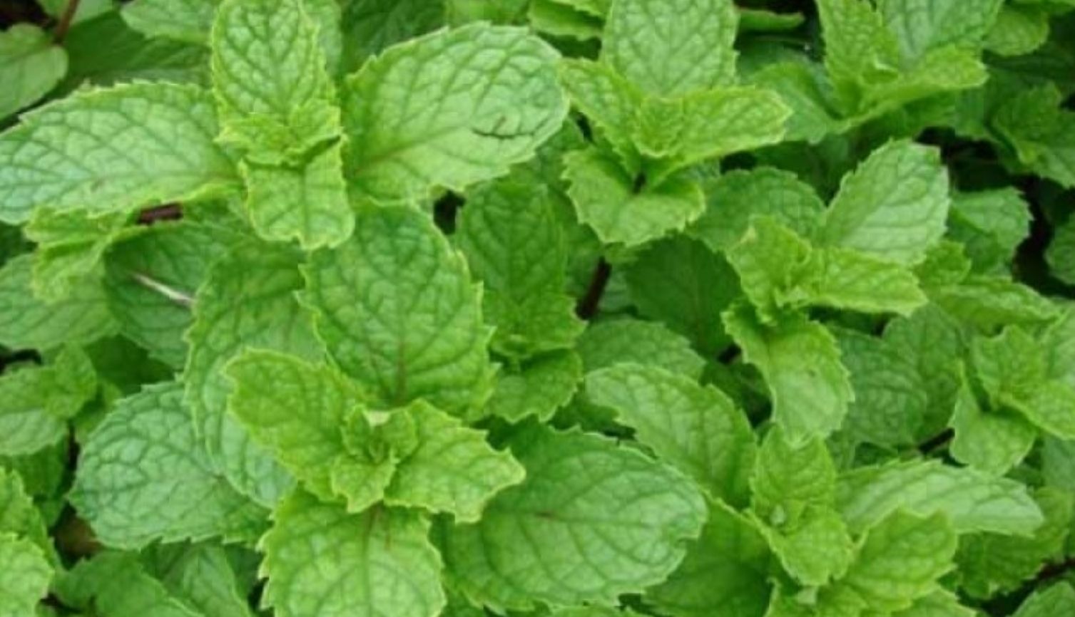 Hạt giống Húng Cây (Bạc Hà) - Maivangseeds Tặng kích nảy mầm và hướng dẫn ươm