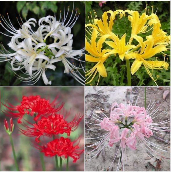 4 Củ giống hoa bỉ ngạn nhiều màu