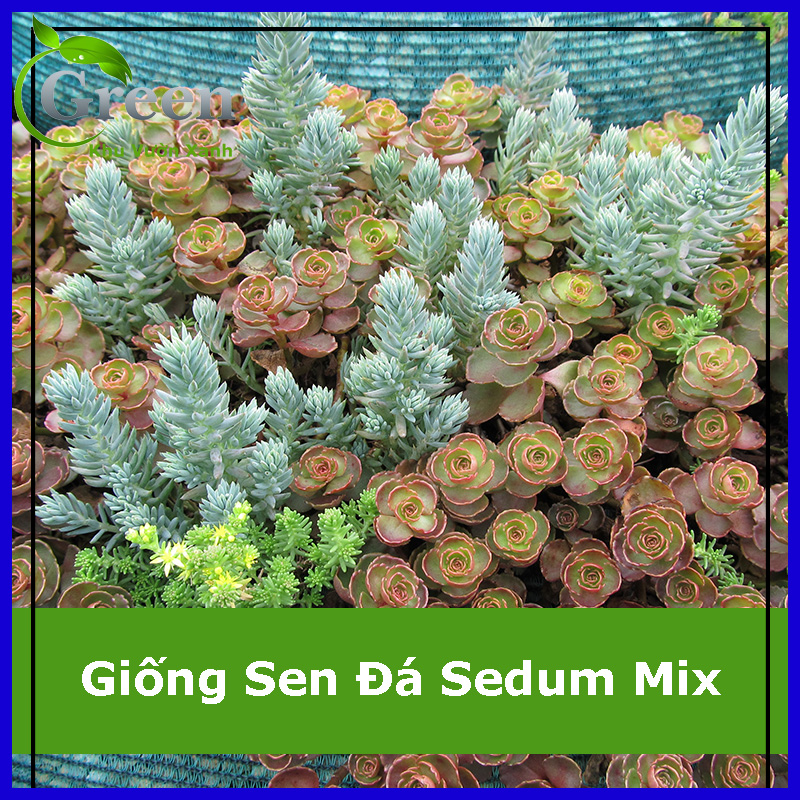 Hạt giống sen đá sedum mix chịu hạn