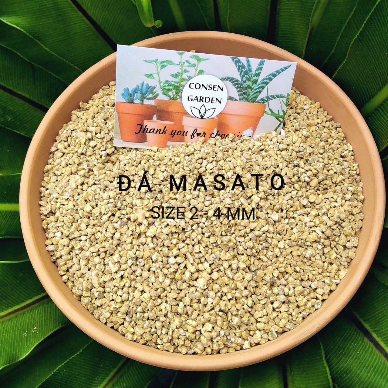 Đá Masato, Đá Rãi Mặt Trồng Sen Đá, Xương Rồng